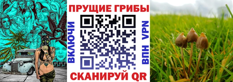 mega вход  Спасск-Рязанский  Псилоцибиновые грибы мухоморы  где можно купить  